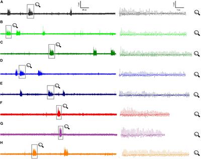 The Role of NMDA Receptors in the Effect of Purinergic P2X7 Receptor on Spontaneous Seizure Activity in WAG/Rij Rats With Genetic Absence Epilepsy